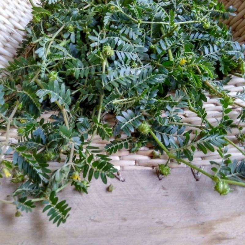 内蒙草原新鲜现采天然青草刺蒺藜白蒺藜子蒺藜秧三角刺地道全