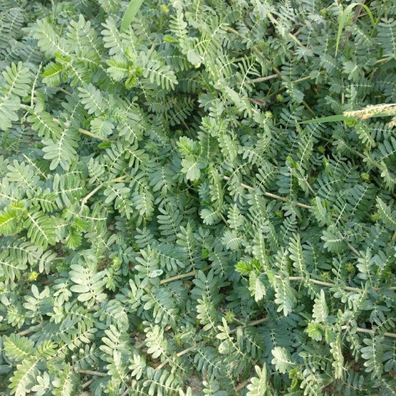 内蒙草原新鲜现采天然青草刺蒺藜白蒺藜子蒺藜秧三角刺地道全