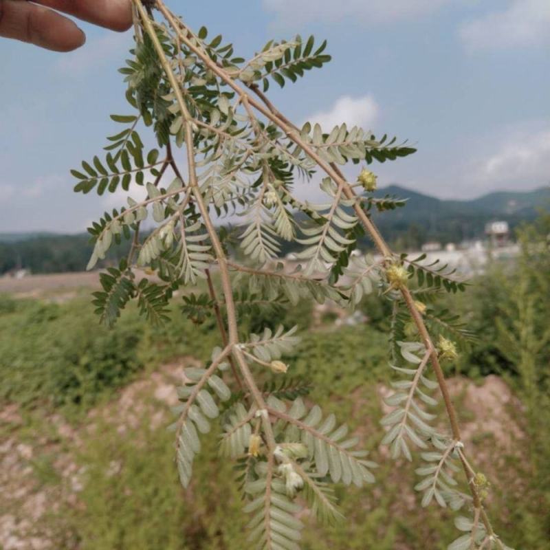 内蒙草原新鲜现采天然青草刺蒺藜白蒺藜子蒺藜秧三角刺地道全