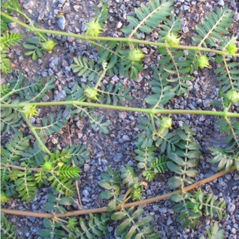 内蒙草原新鲜现采天然青草刺蒺藜白蒺藜子蒺藜秧三角刺地道全