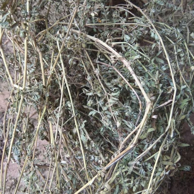 内蒙草原新鲜现采天然青草刺蒺藜白蒺藜子蒺藜秧三角刺地道全