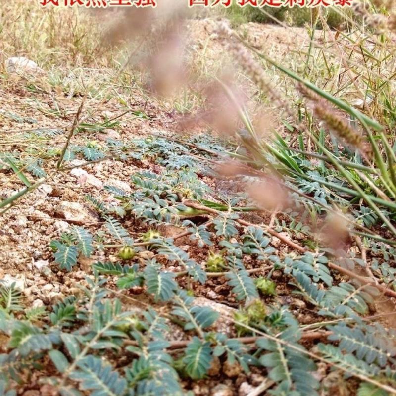 内蒙草原新鲜现采天然青草刺蒺藜白蒺藜子蒺藜秧三角刺地道全