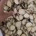 甘草切片斜片圆片无硫无添加产地直销