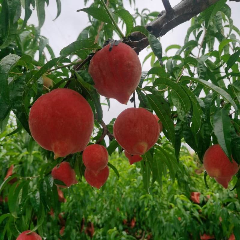 云南永仁太阳阳光城，阳光花果园，生态鹰嘴桃密桃！