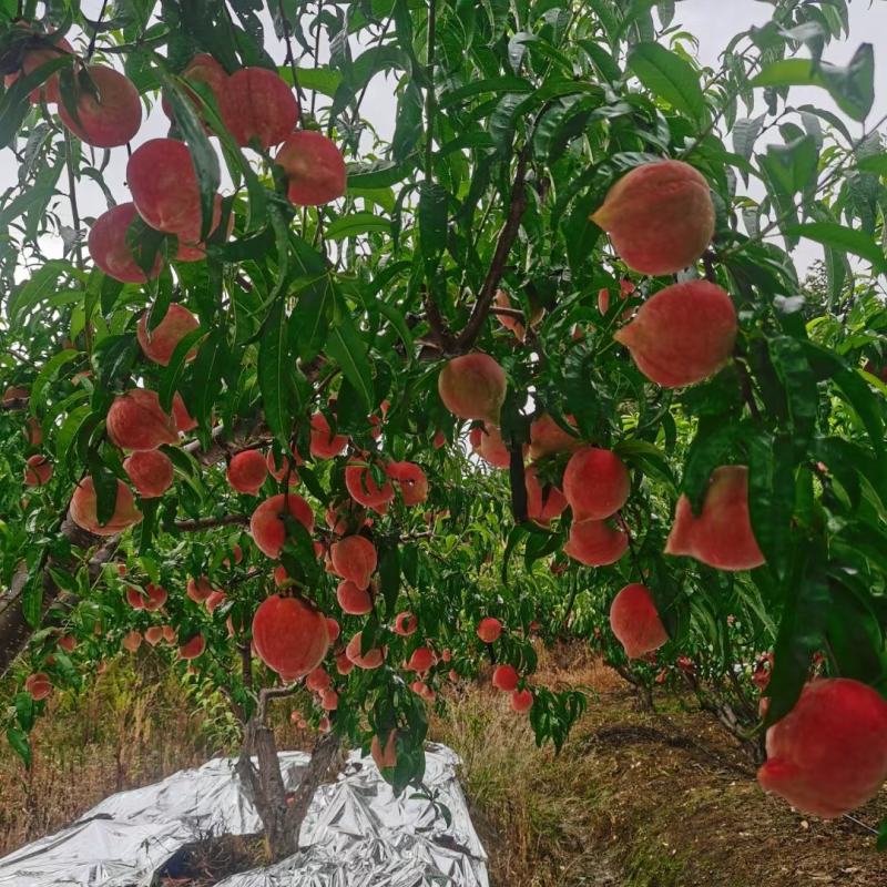 云南永仁太阳阳光城，阳光花果园，生态鹰嘴桃密桃！