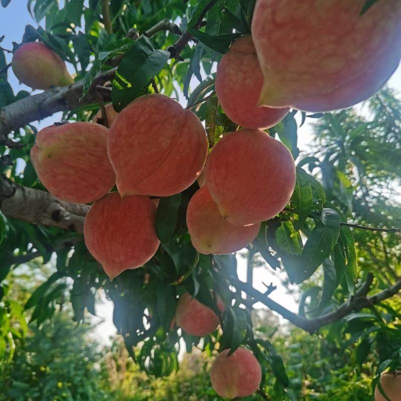 云南永仁太阳阳光城，阳光花果园，生态鹰嘴桃密桃！