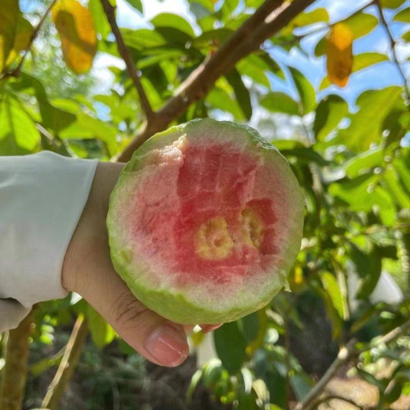 红心芭乐白心芭乐番石榴一件代发基地直供量大从优