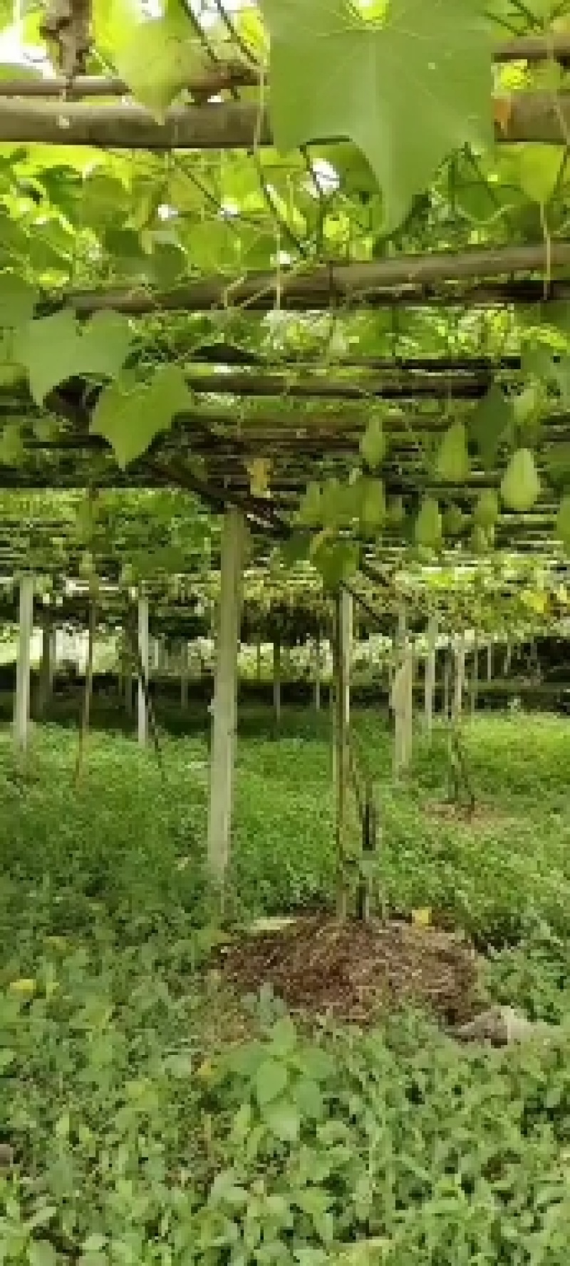 佛手瓜