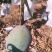 四川凯特芒果大量上市产地直供对接市场电商
