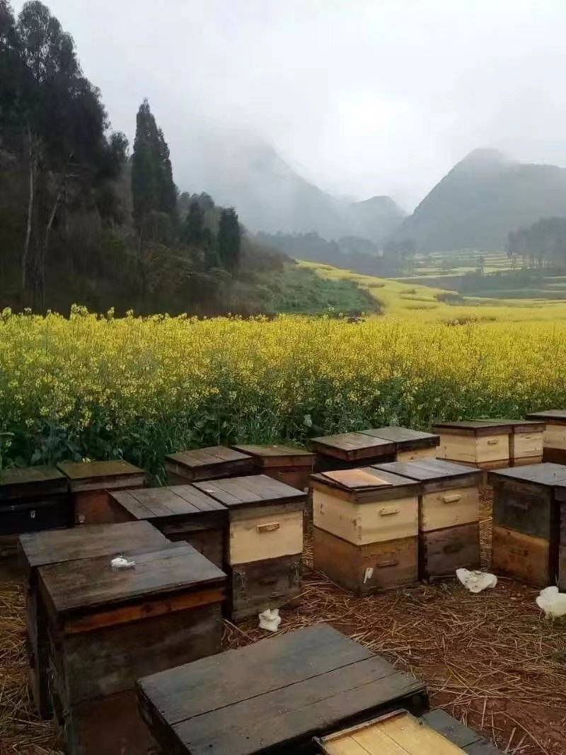 荆条蜜，荔枝蜜