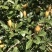 江西纯野生金缨子鲜果一手货源