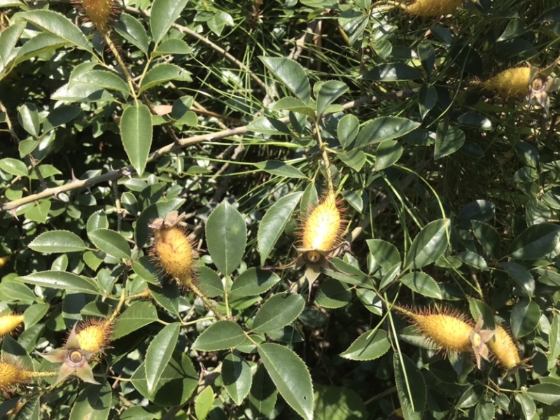 江西纯野生金缨子鲜果一手货源