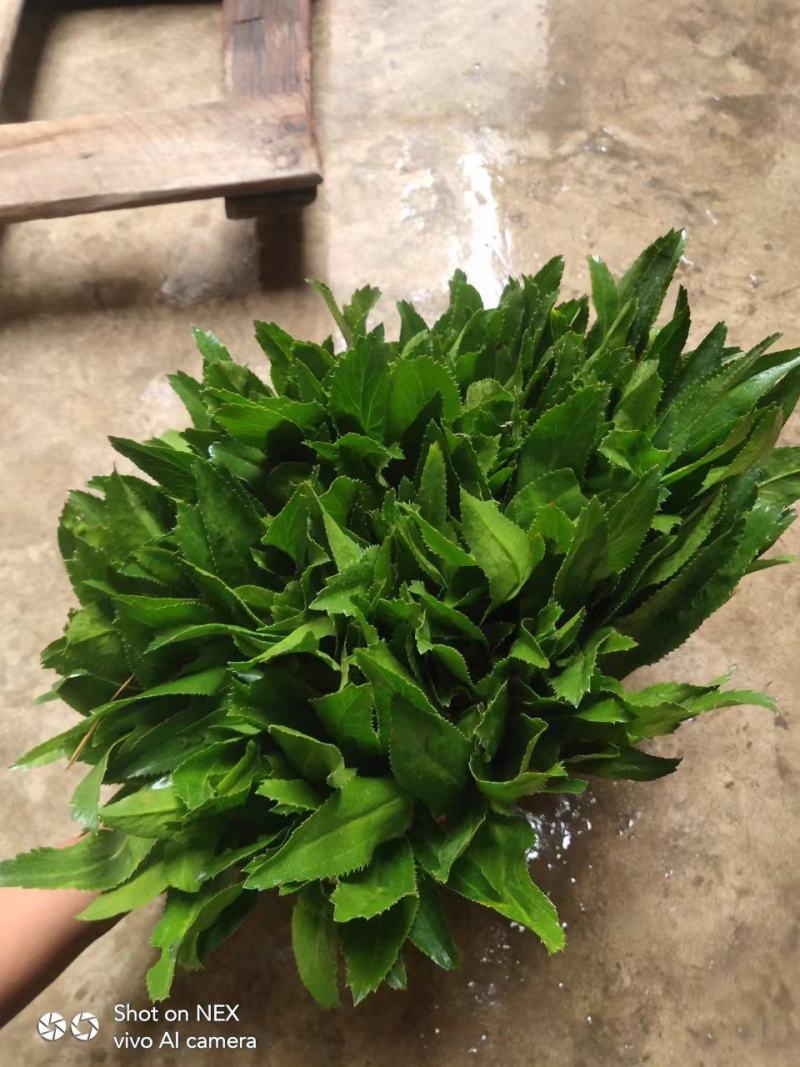 泰国大香菜大芫西刺香菜老缅香菜鱼生香菜冬阴功香料包邮