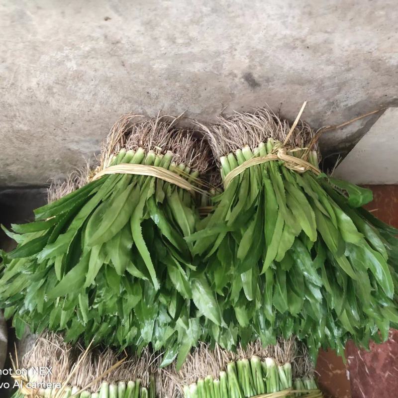 泰国大香菜大芫西刺香菜老缅香菜鱼生香菜冬阴功香料包邮