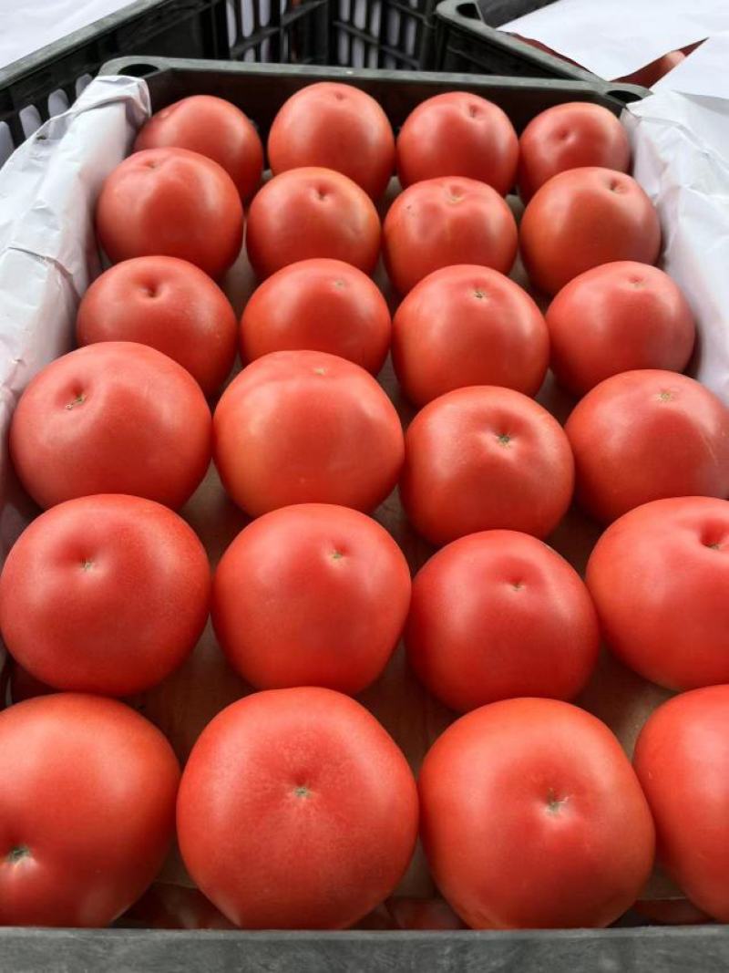 大量供应精品水果西红柿、普罗旺斯欢迎各位老板下单