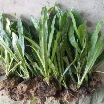 大芫西香菜苗批发泰国香菜种鱼生香菜刺芫荽越南香菜苗