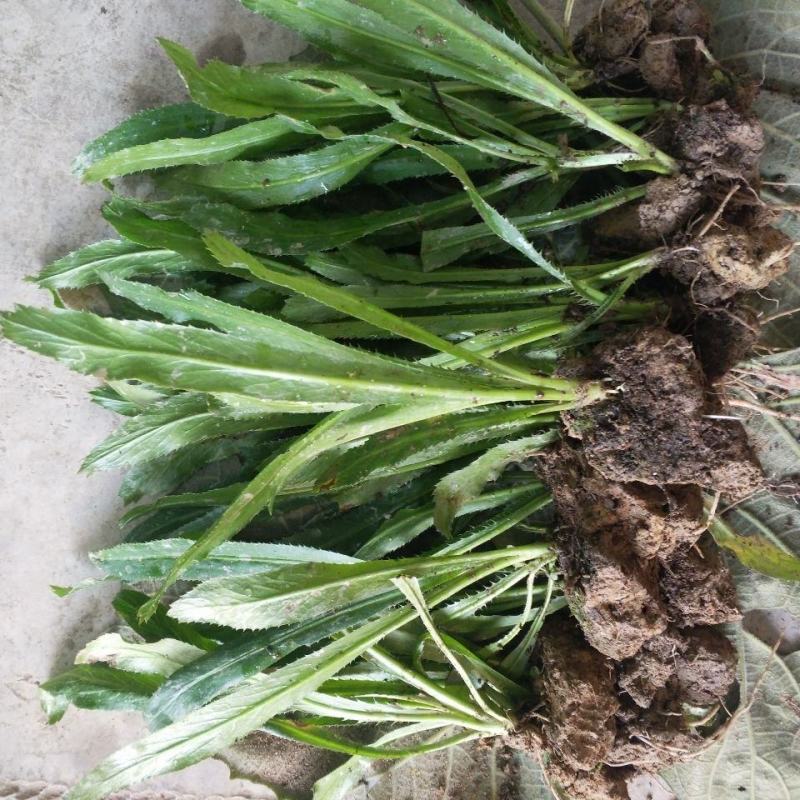 大芫西香菜苗批发泰国香菜种鱼生香菜刺芫荽越南香菜苗