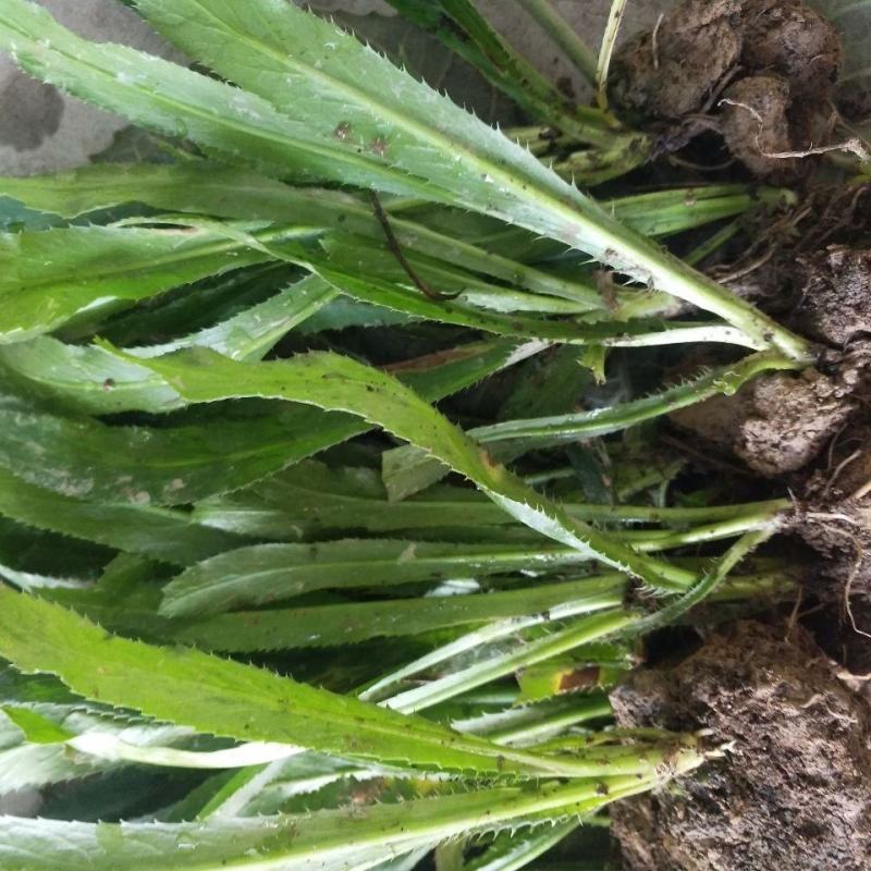 大芫西香菜苗批发泰国香菜种鱼生香菜刺芫荽越南香菜苗