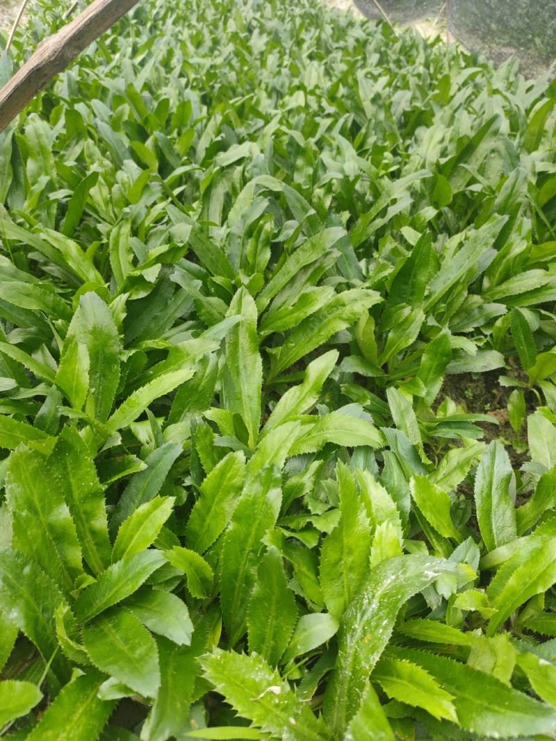 大芫西香菜苗批发泰国香菜种鱼生香菜刺芫荽越南香菜苗