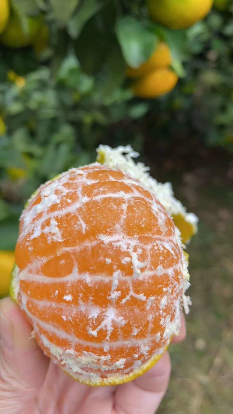 湖北蜜橘货源充足口感很好产地视频看货价格漂亮