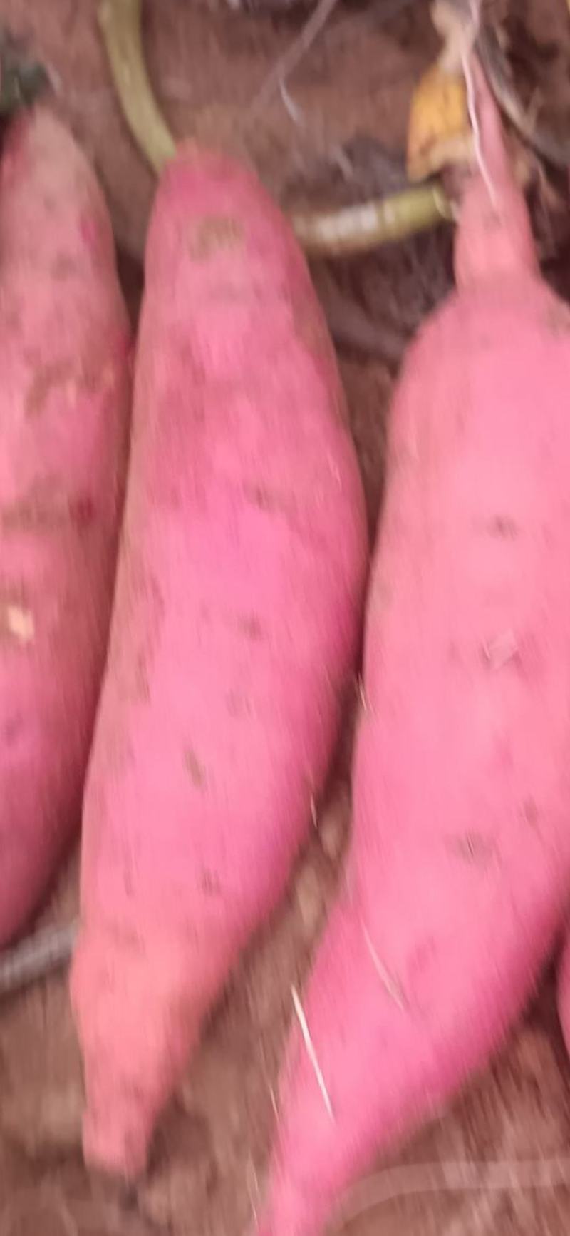 主产西瓜红