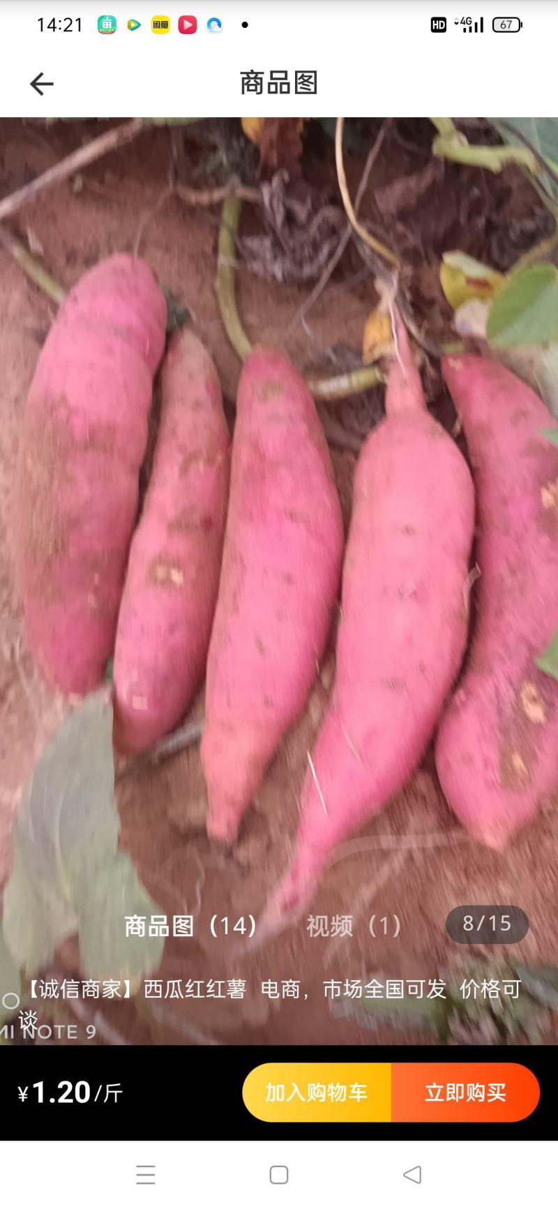 主产西瓜红