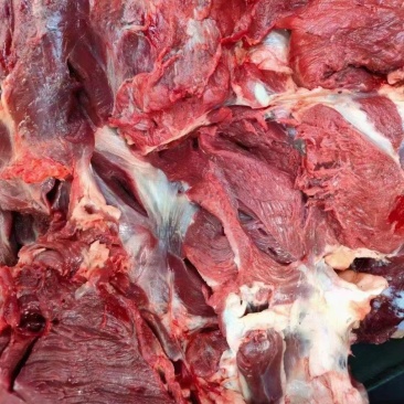 四分体鲜马肉带腱子