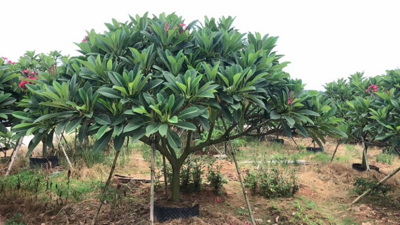 鸡蛋花铁红鸡蛋花漳州种植基地苗农低价直销批发