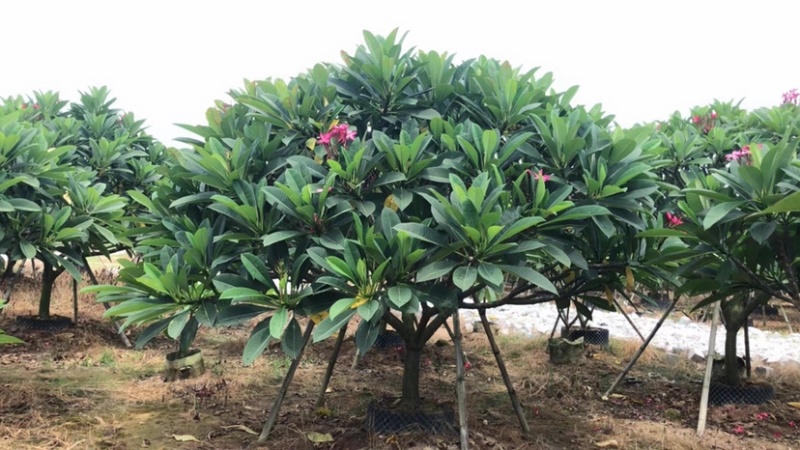 鸡蛋花铁红鸡蛋花漳州种植基地苗农低价直销批发