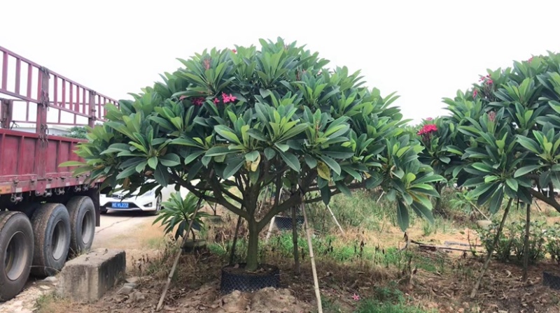 鸡蛋花铁红鸡蛋花漳州种植基地苗农低价直销批发