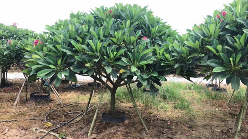 鸡蛋花铁红鸡蛋花漳州种植基地苗农低价直销批发