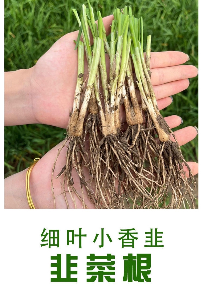现挖韭菜根苗/紫叶韭菜/四季小香韭/宽叶韭菜/农家笨韭菜