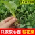 甘蓝苗/松花菜苗/圆白菜苗/花菜苗/蔬菜种苗/种苗