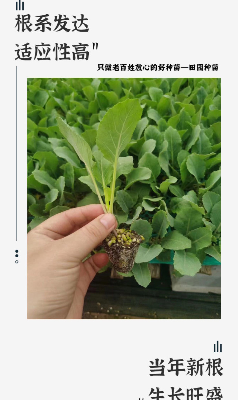 甘蓝苗/松花菜苗/圆白菜苗/花菜苗/蔬菜种苗/种苗