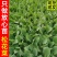 甘蓝苗/松花菜苗/圆白菜苗/花菜苗/蔬菜种苗/种苗