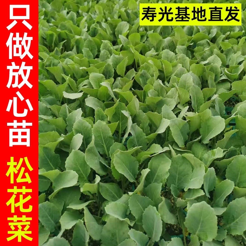 甘蓝苗/松花菜苗/圆白菜苗/花菜苗/蔬菜种苗/种苗