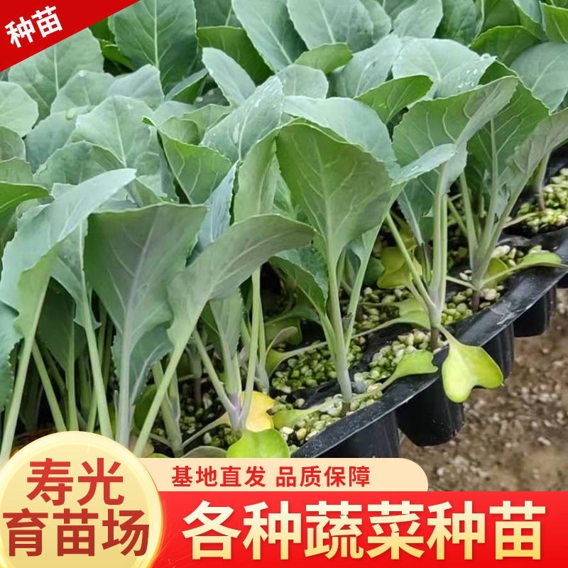甘蓝苗/松花菜苗/圆白菜苗/花菜苗/蔬菜种苗/种苗