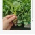 甘蓝苗/松花菜苗/圆白菜苗/花菜苗/蔬菜种苗/种苗