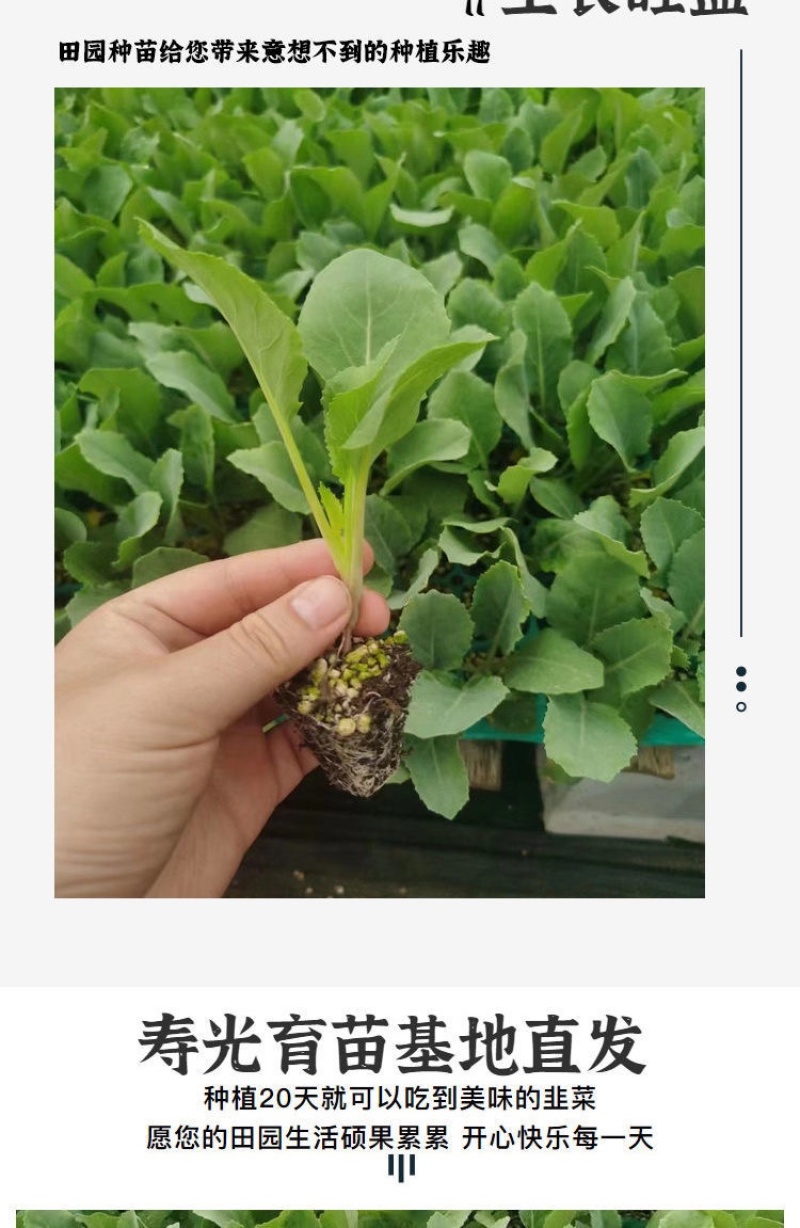 甘蓝苗/松花菜苗/圆白菜苗/花菜苗/蔬菜种苗/种苗