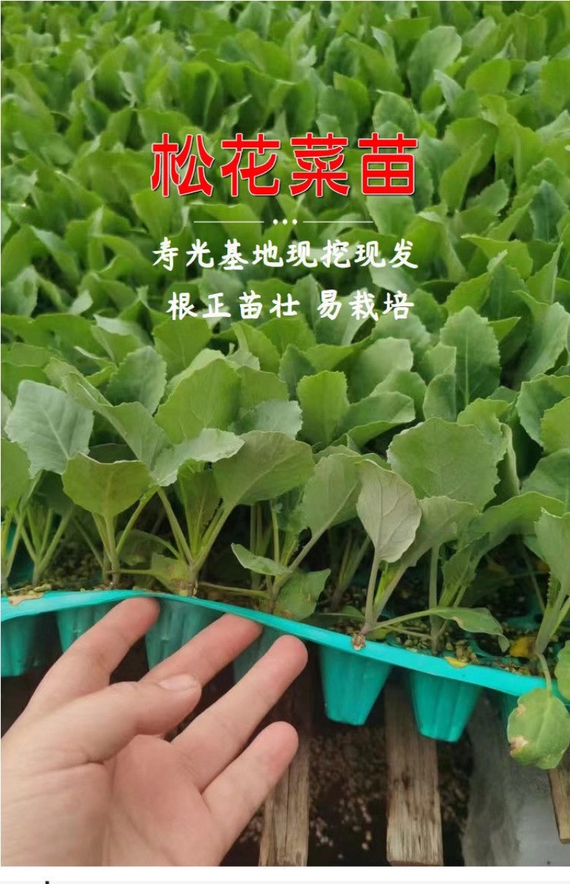 甘蓝苗/松花菜苗/圆白菜苗/花菜苗/蔬菜种苗/种苗