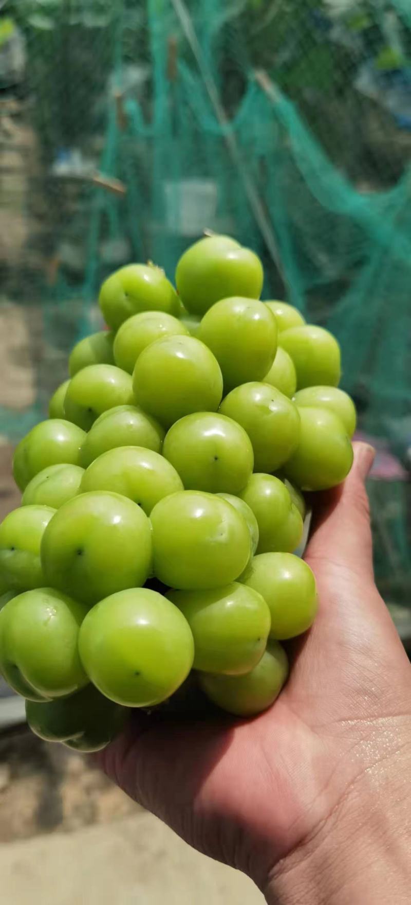 阳光玫瑰批量卖园子里挑一级二级三级都有