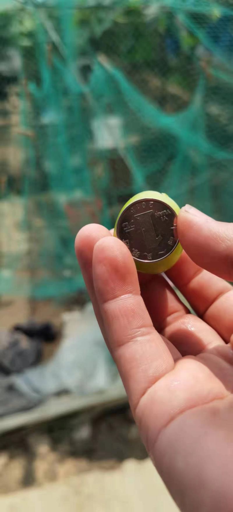 阳光玫瑰批量卖园子里挑一级二级三级都有