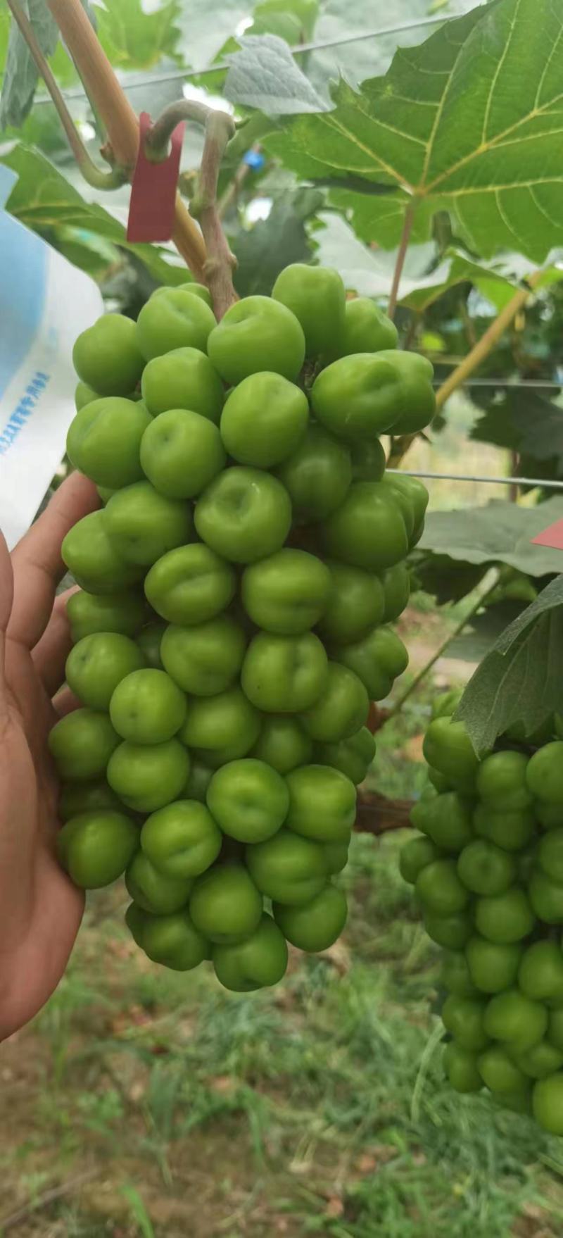 阳光玫瑰批量卖园子里挑一级二级三级都有