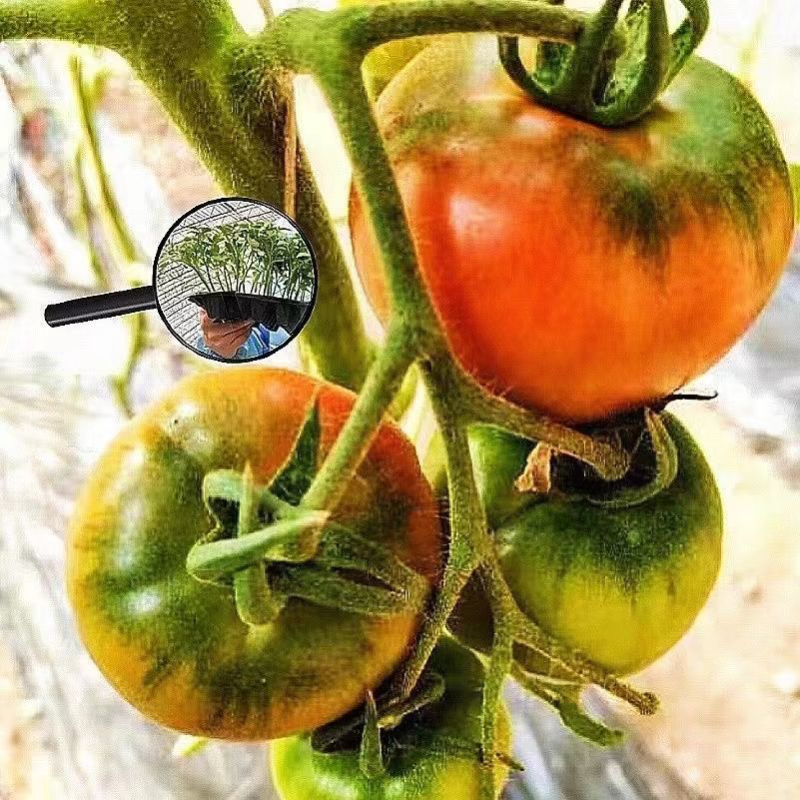 草莓番茄苗/铁皮柿子苗/口感番茄苗/蔬菜苗/种苗
