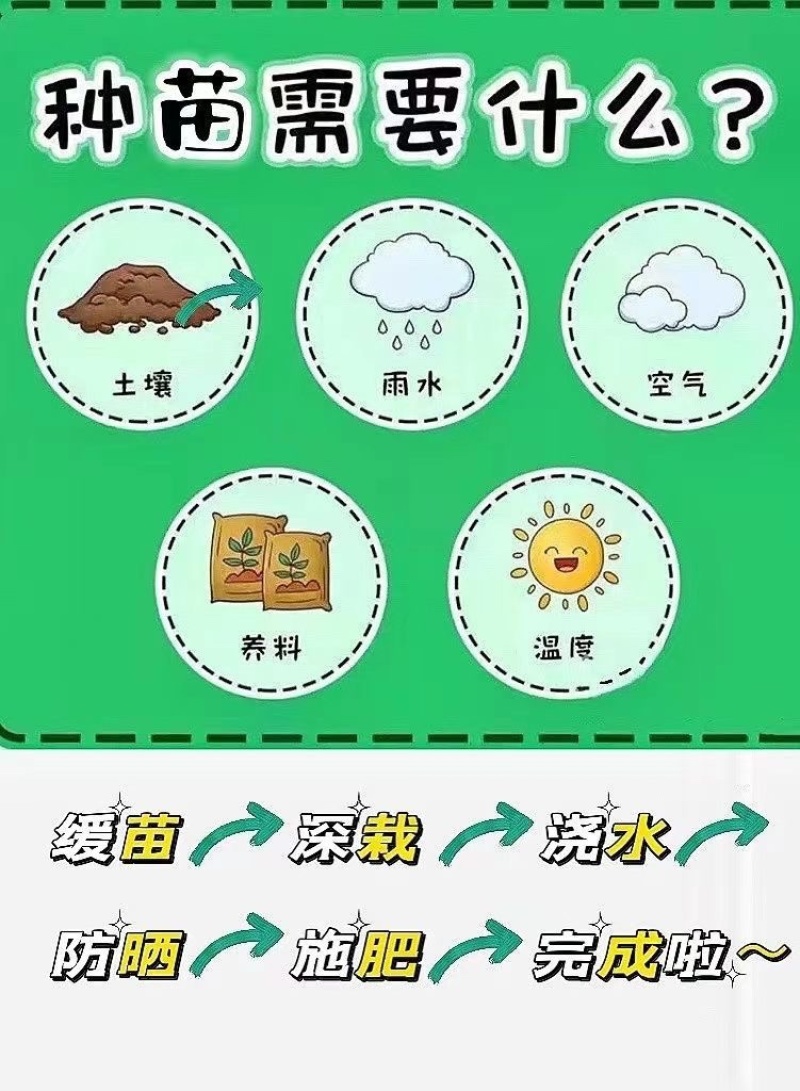草莓番茄苗/铁皮柿子苗/口感番茄苗/蔬菜苗/种苗