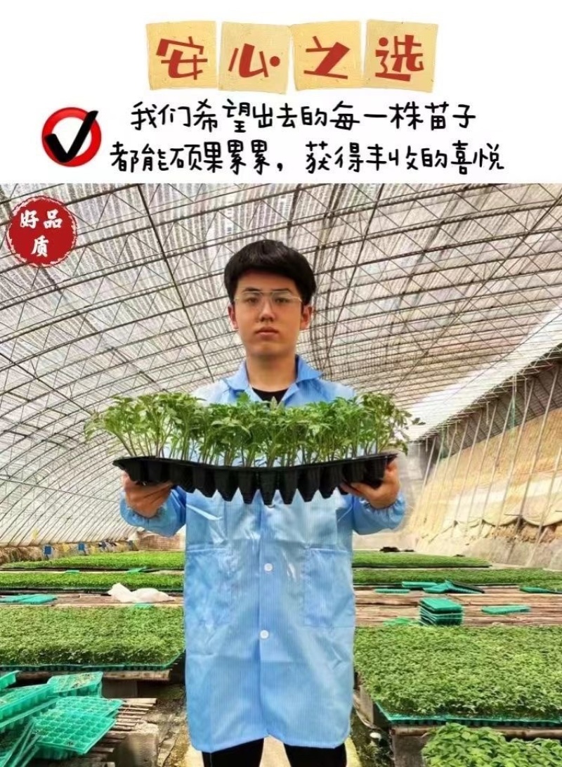 草莓番茄苗/铁皮柿子苗/口感番茄苗/蔬菜苗/种苗