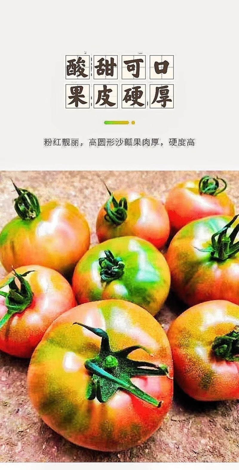 草莓番茄苗/铁皮柿子苗/口感番茄苗/蔬菜苗/种苗