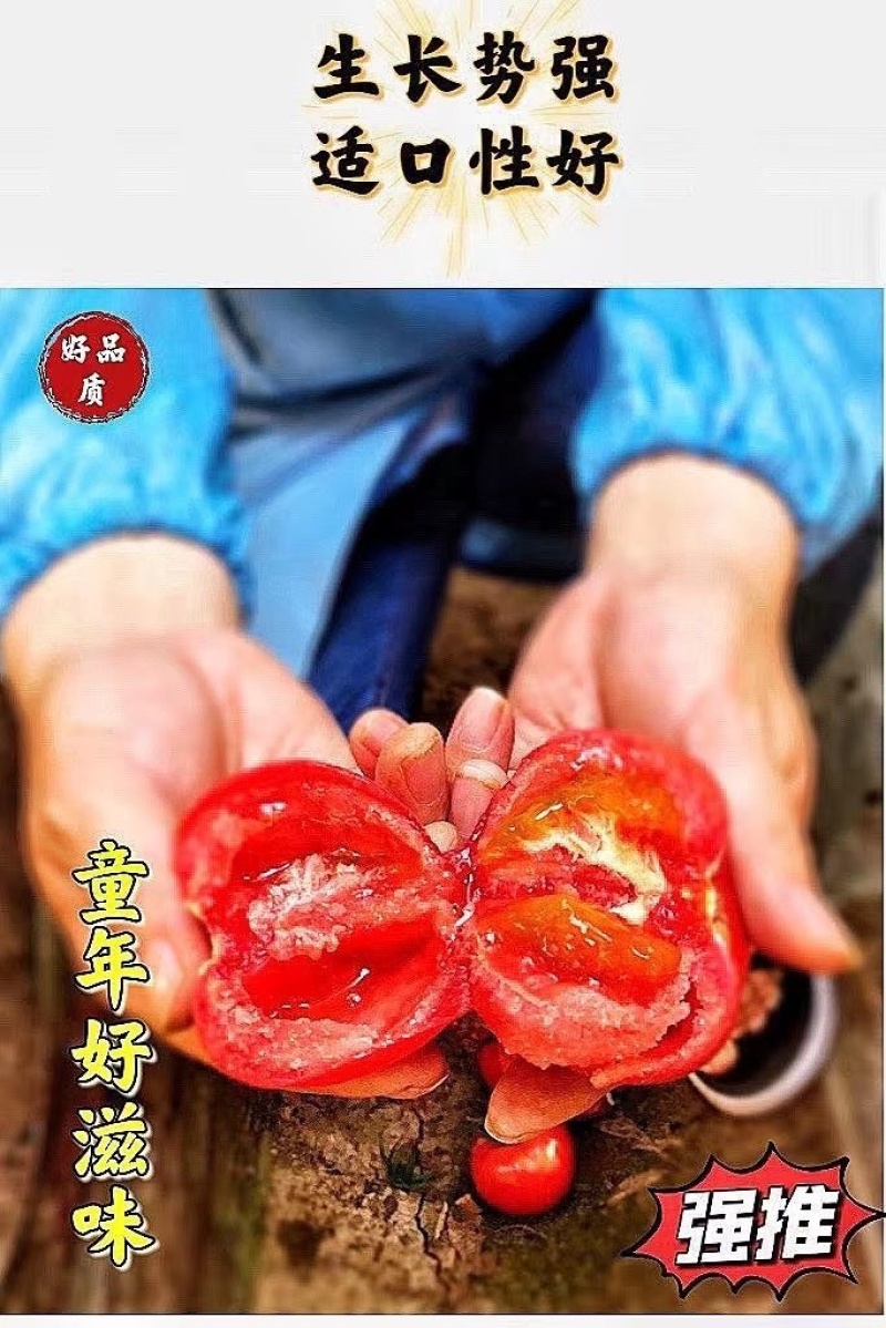 草莓番茄苗/铁皮柿子苗/口感番茄苗/蔬菜苗/种苗