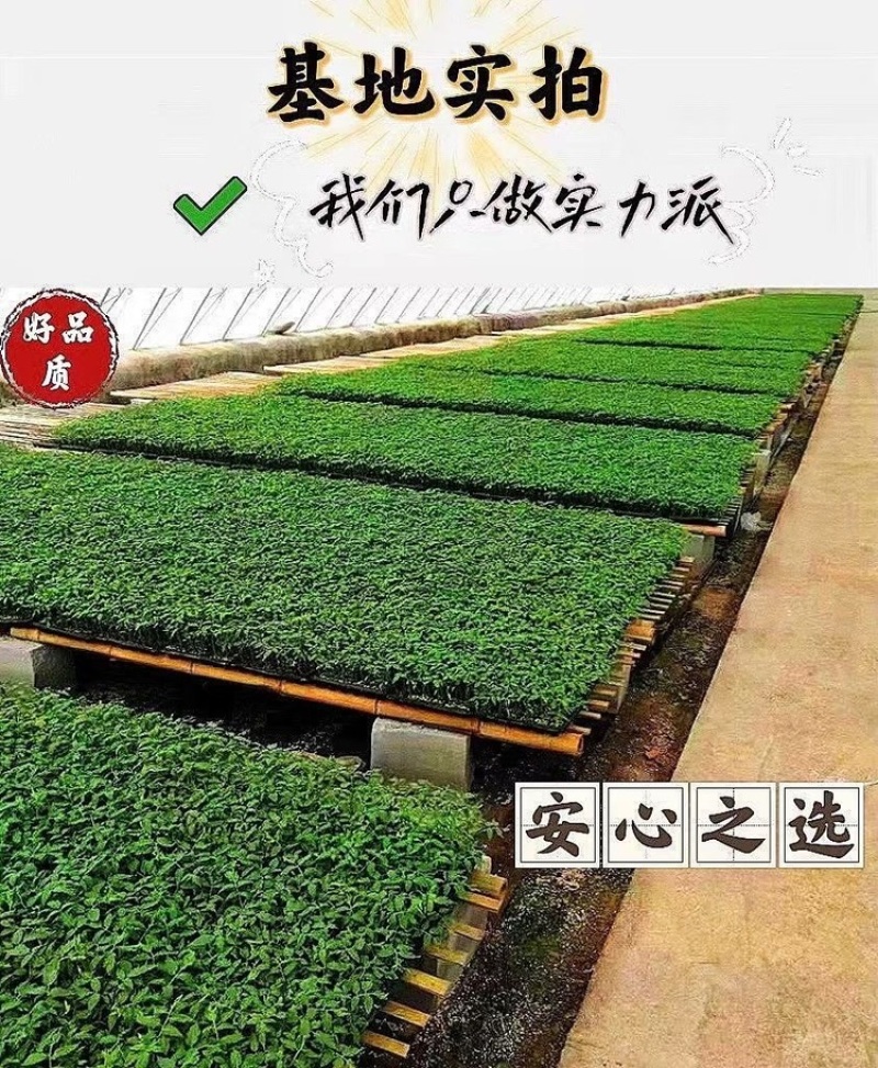 草莓番茄苗/铁皮柿子苗/口感番茄苗/蔬菜苗/种苗