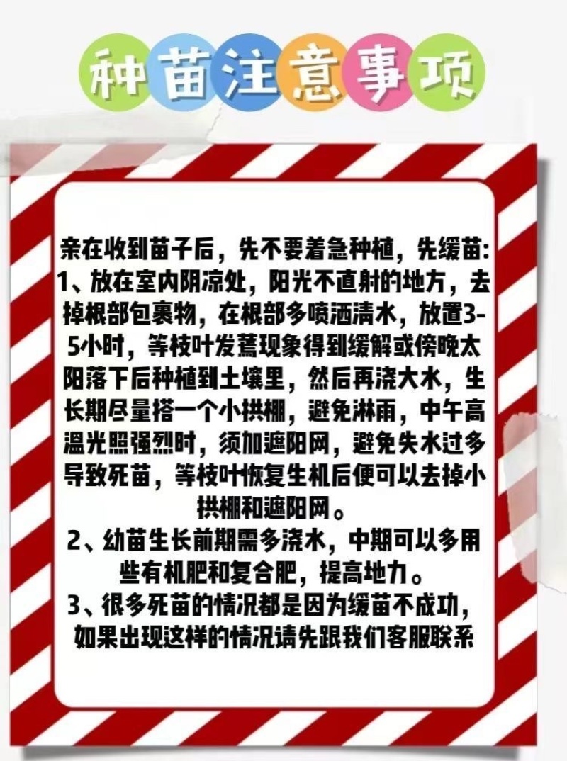 草莓番茄苗/铁皮柿子苗/口感番茄苗/蔬菜苗/种苗